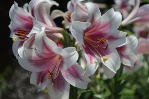 2026-05-12下圭柔山賞粉紅百合─下圭柔山站→粉紅百合花園→甜蜜點休閒莊園→下圭柔山站