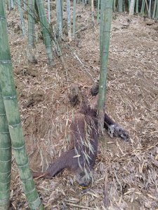 獵人陷阱、山老鼠痕跡、亂綁的路條