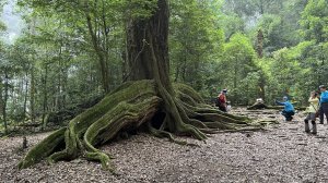 大板根+北坑山+東洗水山