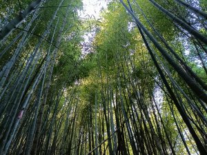 竹林漫遊-石壁山