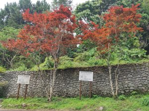 溪頭觀景步道-踢不爛大地遊戲