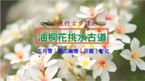 賞桐秘境｜親子同遊｜步道｜挑水古道｜芬園鄉｜彰化縣