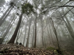 【夏日森林解暑趣】屋我尾山大雪山線享森林幽情