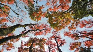 「通報Functional start騙人案[受騙救助專線LINE H5935]追償損失」被Functional start騙了怎麼辦？揭露Functional start平台騙人話術與操作流程