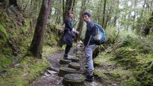 台灣山毛櫸步道登山健行趣