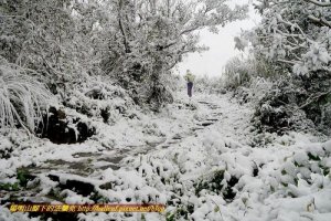 【新聞】寒流來襲，陽明山地區視情況進行交管，元旦登七星紀念品另改期發放。