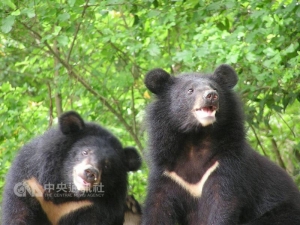 【新聞】保育台灣黑熊 巡查瓦拉米步道拆獵具