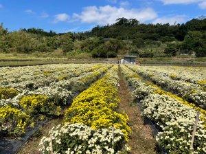 [苗栗景點]古道巡禮- 2021銅鑼杭菊季‧情花開浪漫11月雪