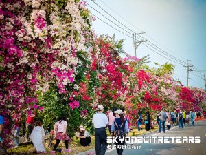 【田中鎮】九重葛花牆，田中森林步道+茶香步道+赤水崎公園步道