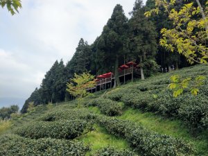 第一登山口登鵝公髻山(小百岳#31)。山上人家賞景