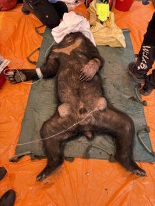 黑熊侵擾部落誘捕野放後重返掠食雞隻 林保署花蓮分署再次捕捉並暫時收容