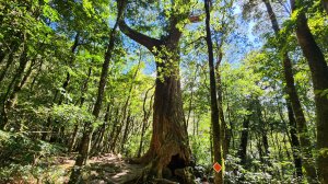 【中級山】插天山的奇幻世界，桃園赫威山，赫威神木群步道