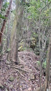 20260203石頭厝山-如意湖-彩虹橋稜線