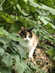 魏嘉利 مصطفى