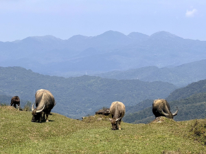 【肉腳練功記 No.20】大溪 桃源谷 灣坑頭山 大里