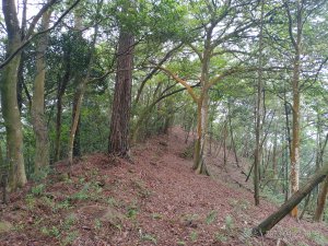 [新竹郊山]三茄香縱走10連峰(小飛沙2.0版新路線)