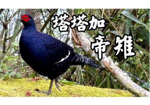 千元鈔票背面的臺灣國鳥 帝雉/塔塔加