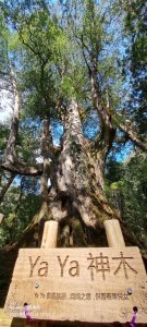 20231/18司馬庫斯神木群