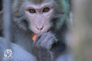 【保育】13隻野生動物大使 認養計畫－台灣獼猴（波特）