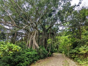 知本國家森林遊樂區步道