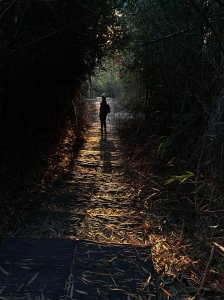 后里觀音山鳳凰步道