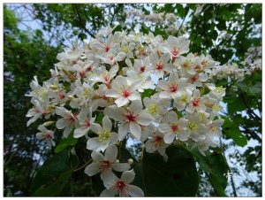 三員縱走桐花開