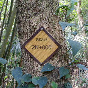 樟之細路RSA17飛鳳古道+十六份山+雞寮坑山