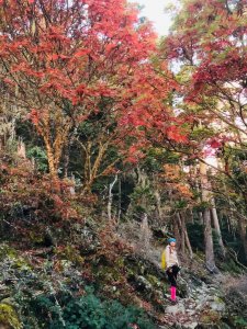 109.11.07一日雪東主加北稜角11.5H