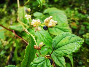 【植物】火炭母草