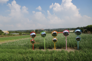 2025-09-04 大溪賞九月雪─韭菜花田→原野馬訓中心→香草野園→中庄調整池→中庄吊橋→月眉人工濕地→大溪橋