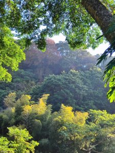 草山觀瀑吊橋-百年楓香巨木-草山水管支線-大屯瀑布-小隱潭瀑布