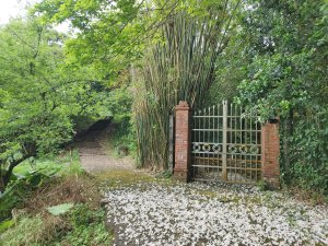 [新北雙溪][二]西九份坑山前峰(新基山前峰)(基石遺失)、西九份坑山(新基山)、九份坑山、九份坑、大竹林山、五分口(粗坑)、尪子崙坑