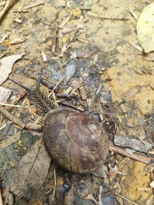 微笑山線鳶山山系