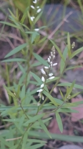 圓錐花遠志