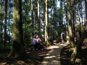 東眼山自導式步道