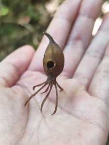 微笑山線五分山系菁桐-平溪-望古