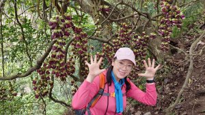 (姨婆趴趴走)第一集:桃園溪州山、三峽王公坑山觀賞爆開的血藤花
