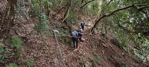 冬瓜山神木步道-2025/12/25