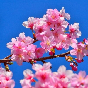 【開花筆記】2015櫻花報報