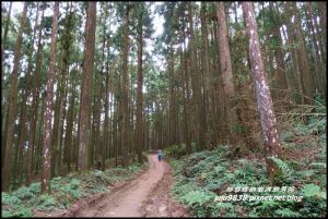 新竹。山上人家森林農場櫻花開順遊涼山部落。鵝公髻山森林步道走走