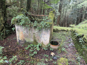 【嘉義】初訪新高登山道~森林之夢