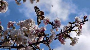 #中山樓 #陽明公園 #十八份 #吉野櫻 #墨染櫻 #青斑蝶 #青帶鳳蝶 #大紅蛺蝶 3/14
