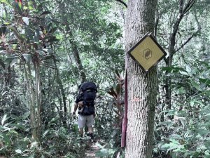 【親子同行】樟之細路上茶金歲月的石硬子古道
