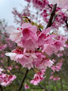 搭公車去爬山。平菁街42巷櫻花季來囉~(故宮博物院｜原住民文化主題公園｜狗殷勤古道｜平菁街櫻花｜平菁步道)