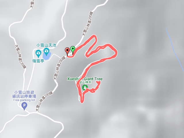 大雪山神木林道