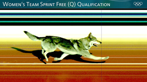 冬季奧運女子團體競速越野滑雪現狼犬 Nazgul 亂入衝線成焦點