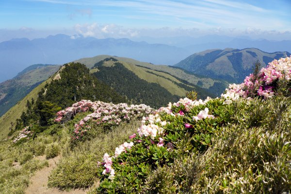 合歡山主峰