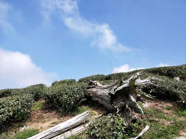 梨子腳山步道284680