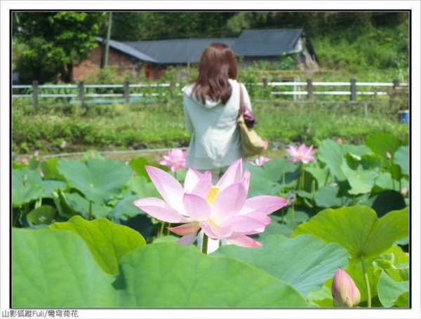 雙溪區彎穹夏日荷影2806528