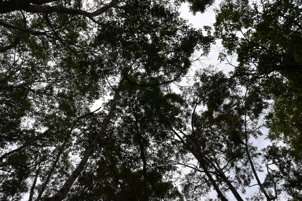 2025_0712 福山植物園2836308